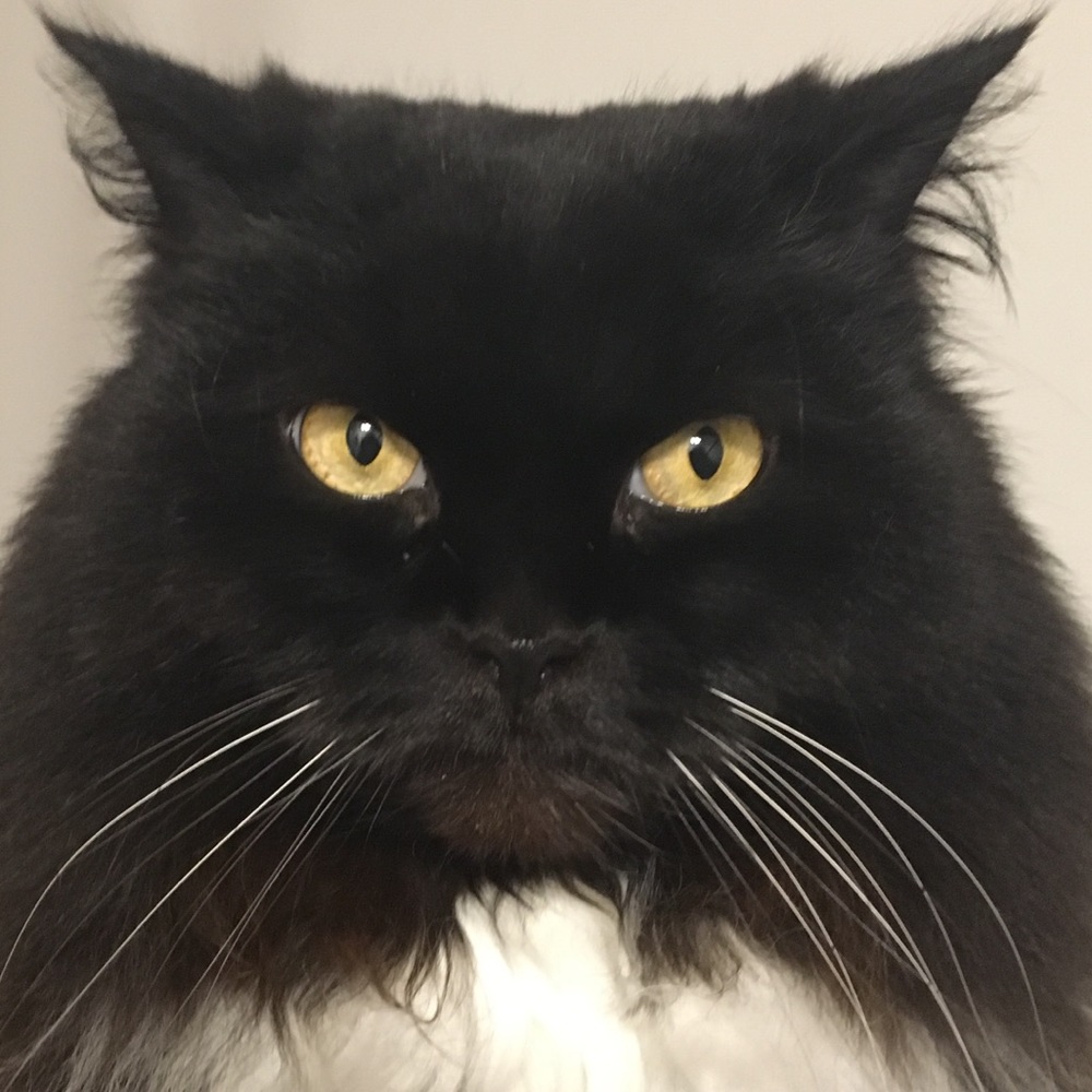 Meet your Posher, Gillian